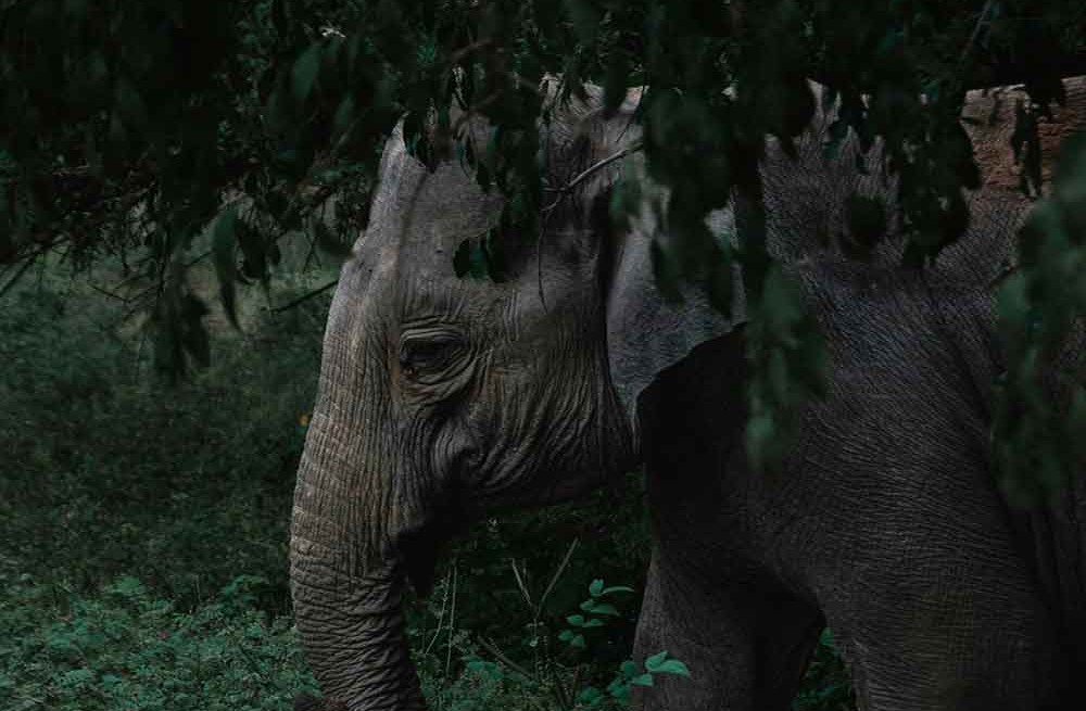 A group of elephants in the wild