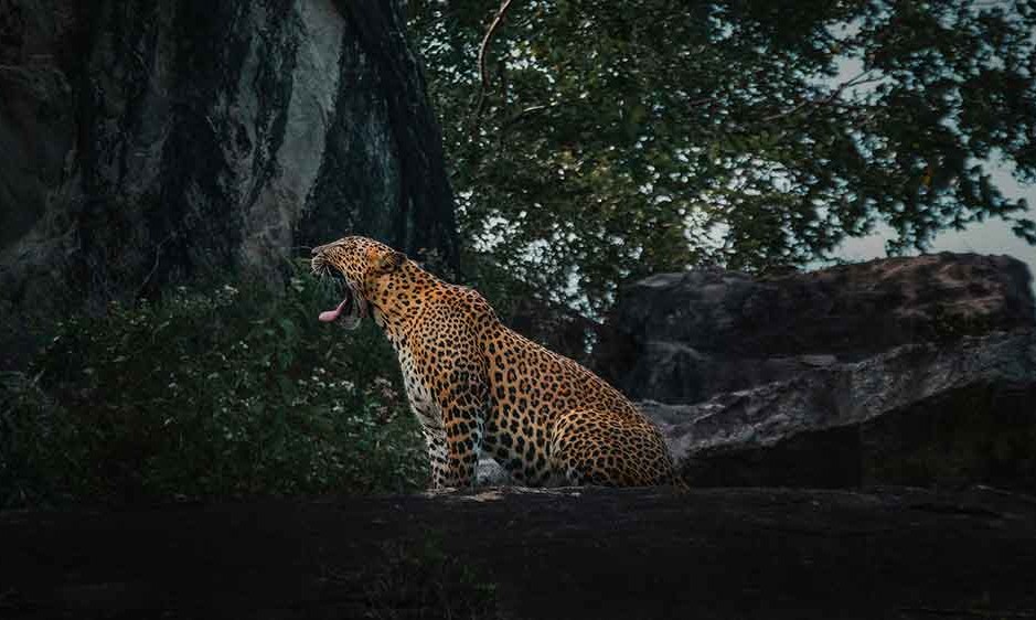 A leopard camouflaged in the jungle