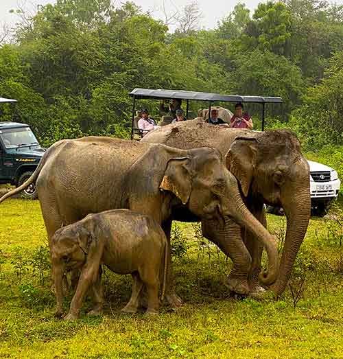 Udawalawe Elephant Safari