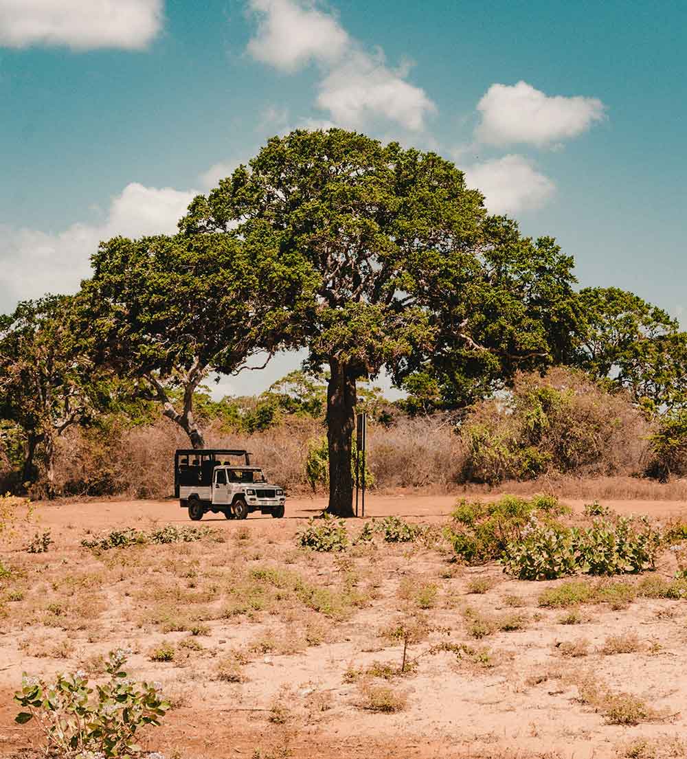 Yala Safari Jeep Tour